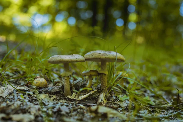 Nahaufnahme Von Pilzen Wald — Stockfoto