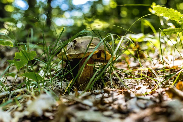 Pilz im Wald — Stockfoto