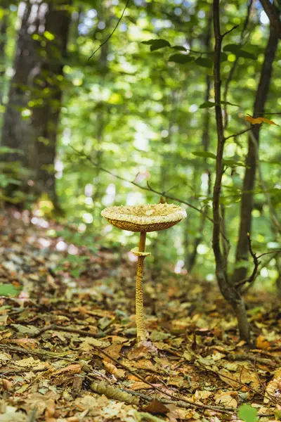 Pilz im Wald — Stockfoto