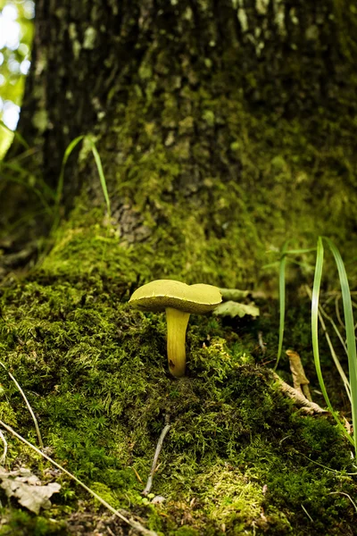 Pilz im Wald — Stockfoto