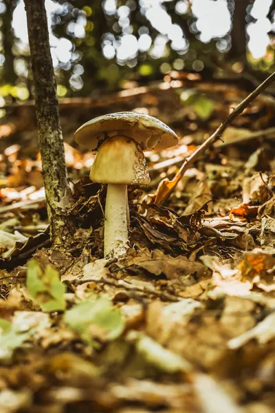 Pilz im Wald — Stockfoto