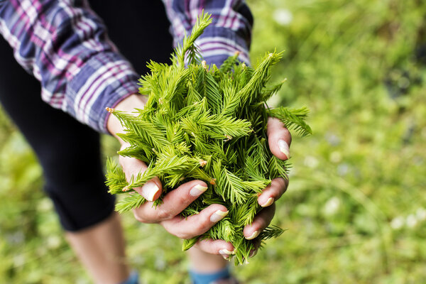 woman hands holding fir buds outside