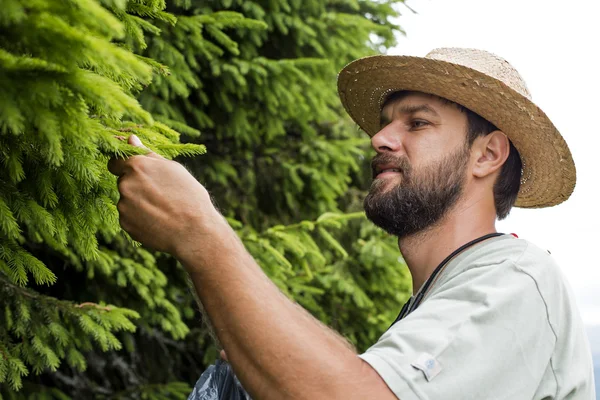 Closeup portrait of young man picking fir buds — Stock Photo, Image