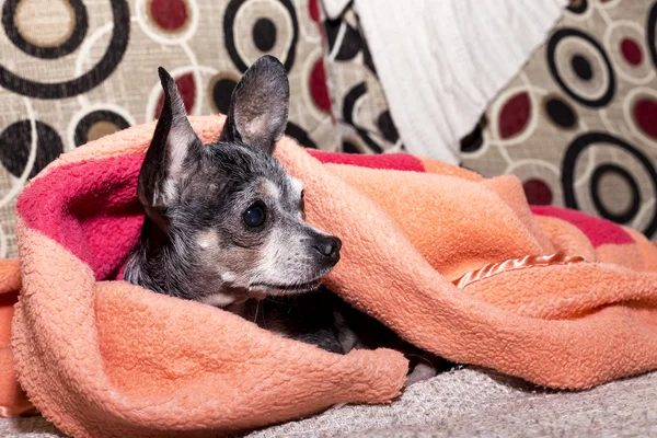 Closeup zvědavý roztomilý chihuahua psa pod dekou — Stock fotografie