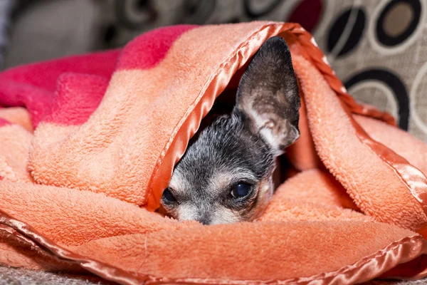 Zbliżenie ładny sad chihuahua pies pod kocem — Zdjęcie stockowe