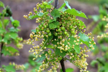 Olgunlaşmamış üzümler bir dalın yayı üzerinde yakın plan