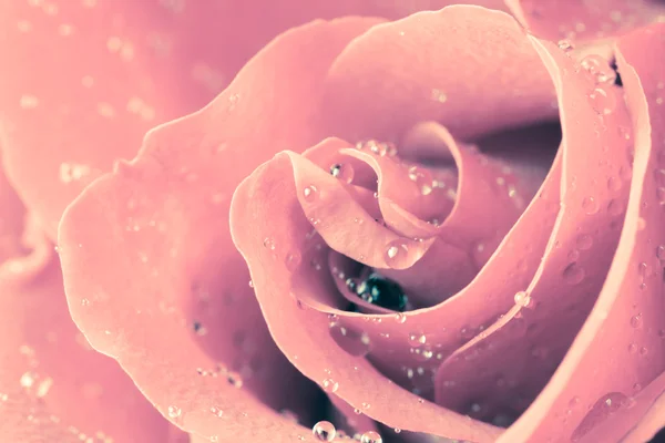 Троянди Закри — стокове фото