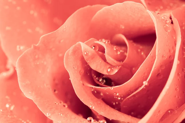 Троянди Закри — стокове фото