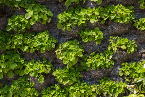 Zielona ściana z kombinacją flory — Zdjęcie stockowe
