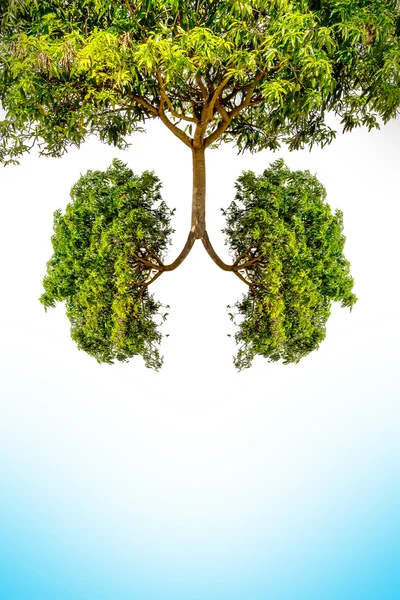 Yeşil ağaç akciğerler — Stok fotoğraf