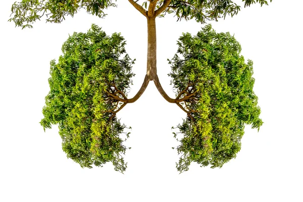 Green tree lungs — Stock Photo, Image