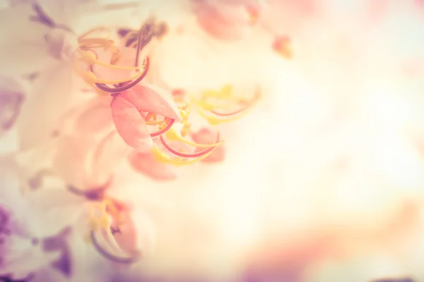 Květu (Sakura) — Stock fotografie