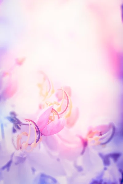Flor (Sakura) flor — Fotografia de Stock