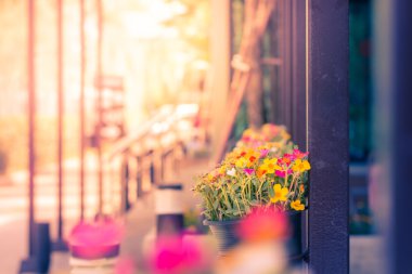 ortak Semizotu çiçek