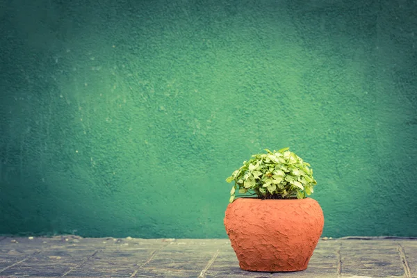 Groene pothos kamerplanten — Stockfoto