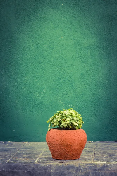 Groene pothos kamerplanten — Stockfoto