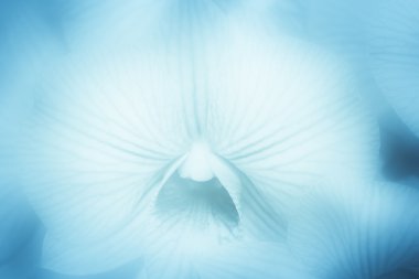 yumuşak tarzı orkide