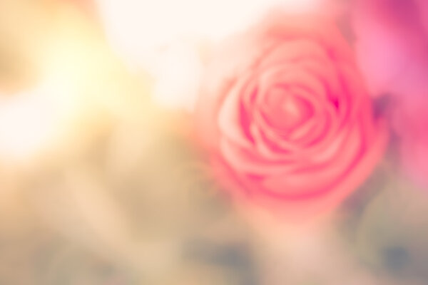 Blur of rose,vintage tone