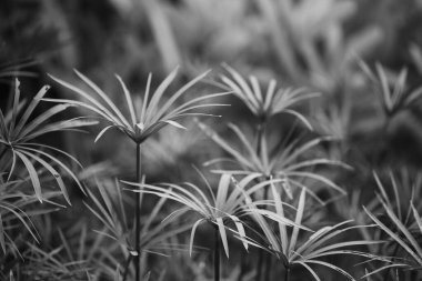 Cyperaceae bitki ailesinin tek renkli fotoğraf filtresi