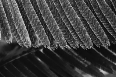 Şablon yapraklı siyah beyaz fotoğraf ve damla su