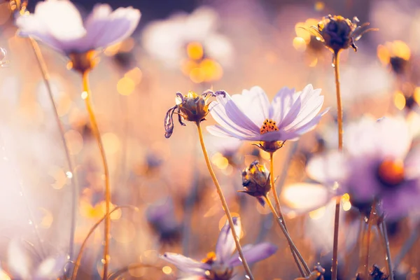 Cosmos Bloemen Mooi Tuin Achtergrond — Stockfoto