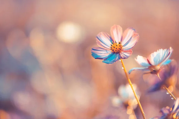 Cosmos Bloemen Mooi Tuin Achtergrond — Stockfoto