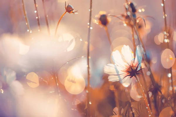 Cosmos Bloemen Mooi Tuin Achtergrond — Stockfoto