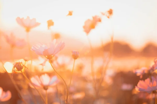 Cosmos Bloemen Mooi Tuin Achtergrond — Stockfoto