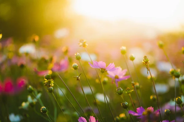 庭の背景に美しいコスモスの花 — ストック写真