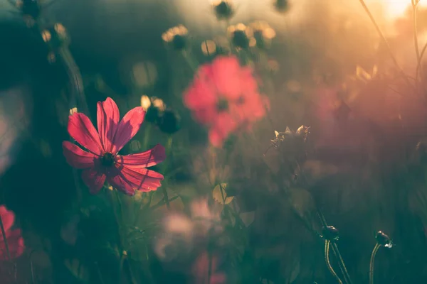 宇宙中的花朵美丽的花园背景 — 图库照片