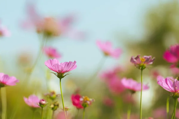 Cosmos Fleurs Belles Dans Jardin — Photo