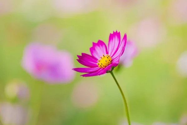 緑の背景に美しいコスモスの花 — ストック写真