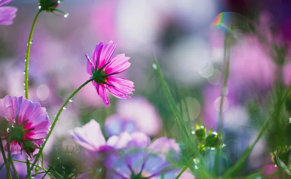 Cosmos Fleurs Belles Dans Fond Jardin — Photo