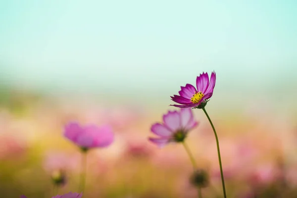 緑の背景に美しいコスモスの花 — ストック写真