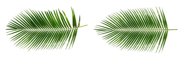 Palmenblätter Isoliert Auf Weiß Mit Schnittpfad — Stockfoto