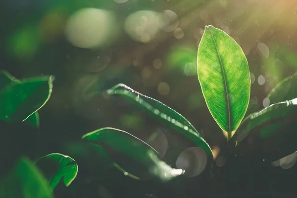 Hermosa Vista Naturaleza Hoja Verde Viga Fondo Bokeh Jardín Fondo — Foto de Stock