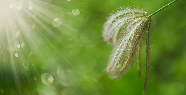 Rosée Sur Herbe Fleur Avec Fond Flou Vert — Photo