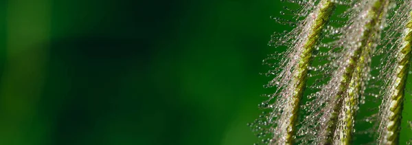 Tau Auf Grasblume Mit Grünem Hintergrund — Stockfoto