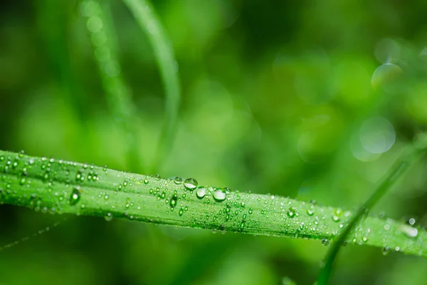 Екологічний Фон Краплі Води Дефокусований Боке Пластини Трави Роси Зеленій — стокове фото