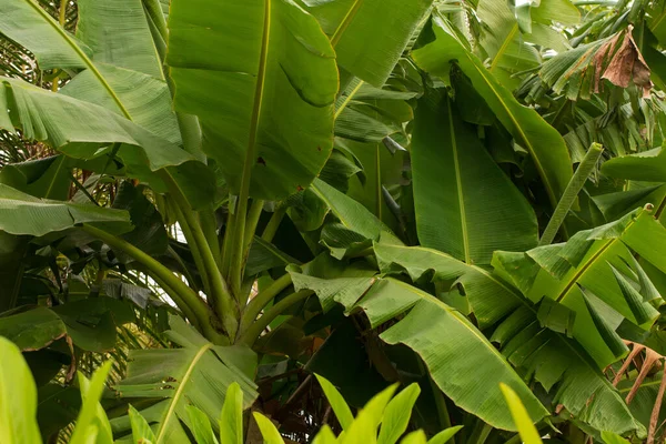 Bananenboom Tuin Landbouwaanplant — Stockfoto