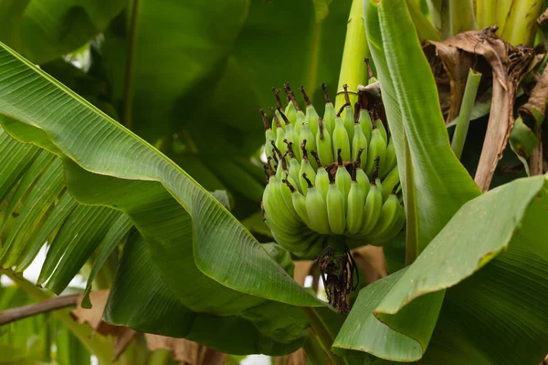 Bando Bananas Verdes Jardim Tailândia Plantação Agrícola — Fotografia de Stock