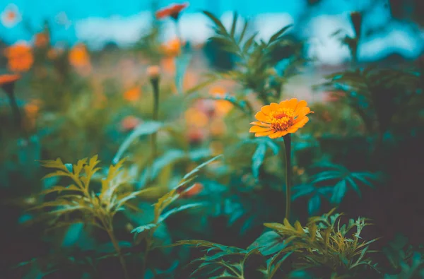 Fleurs Zinnia Elegans Dans Jardin — Photo