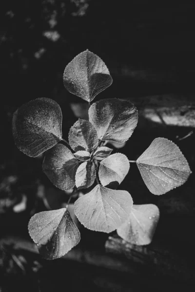 带花纹叶子和落水的黑白照片 — 图库照片