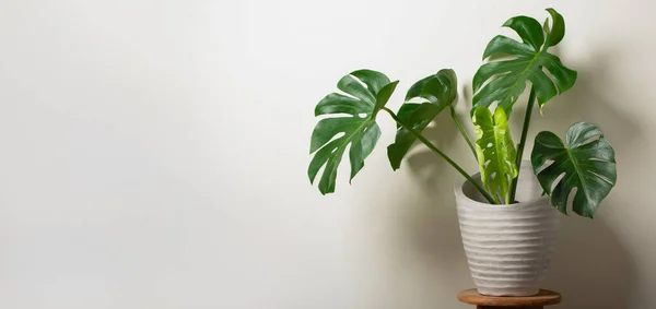 Beautiful Monstera Flower Spiral Pot Stands Wooden White Wall Background — Stock Photo, Image