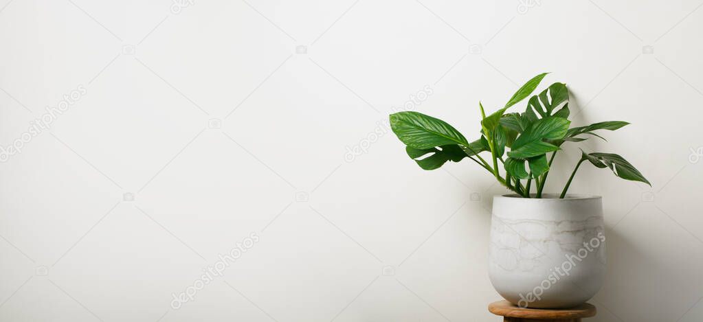 Beautiful Pinnatipartita monstera flower in spiral pot stands on a wooden on a white wall background. The concept of minimalism. Hipster  style room interior. Empty white wall and copy space.