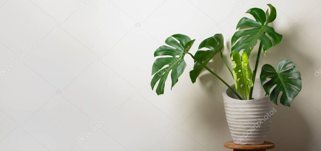 Beautiful monstera flower in spiral pot stands on a wooden on a white wall background. The concept of minimalism. Hipster  style room interior. Empty white wall and copy space.