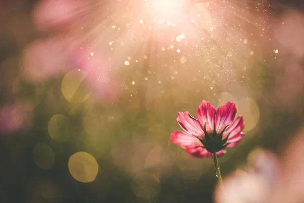 Cosmos Fleurs Belles Dans Fond Jardin — Photo