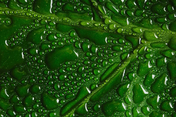 Zelené Makro Kapkami Vody Kopírovacím Prostorem — Stock fotografie