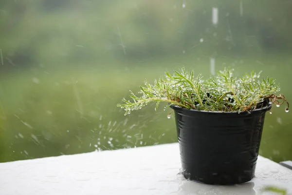 Flower Pot Raining Balcony Tower Blurred Background — Stock Photo, Image