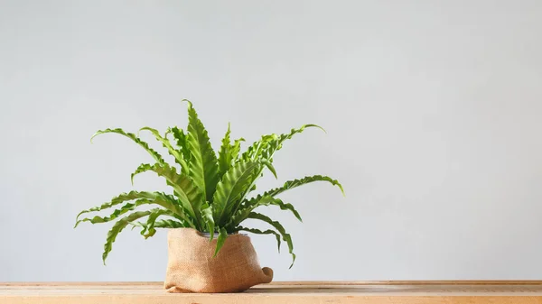 Ev bitkisi Asplenium nidus çuval içinde
